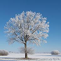 Common oak / pedunculate oak / English oak () solitary tree with bare branches covered in white frost in snow covered mQuercus robureadow in winter 